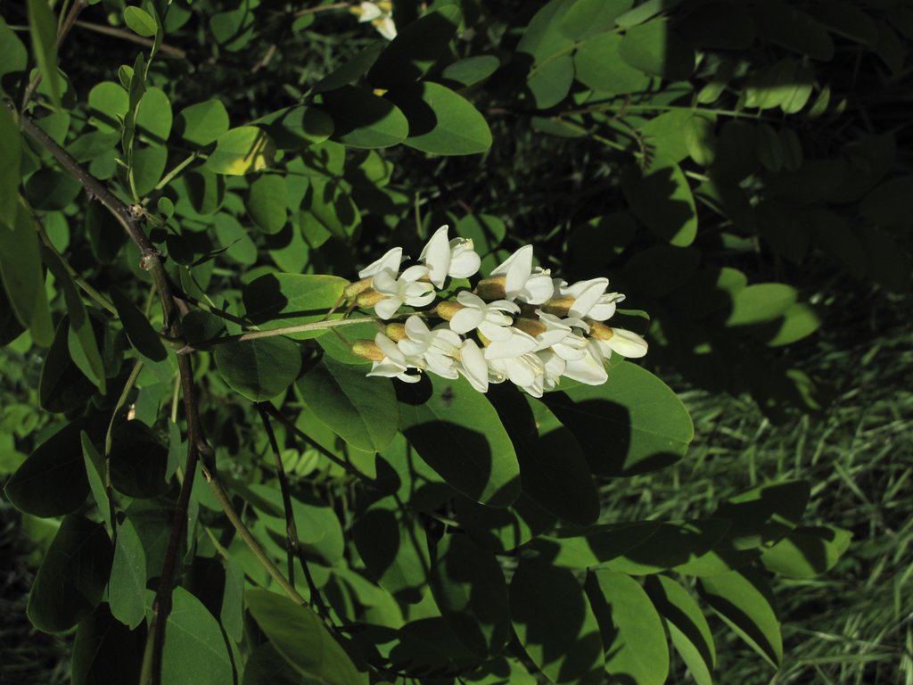 Robinia pseudoacacia
